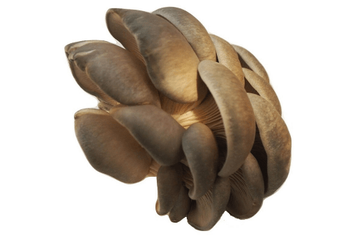 Bio Austernpilze