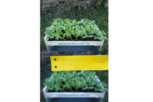 Bio Kürbis (Red Kuri) Jungpflanzen