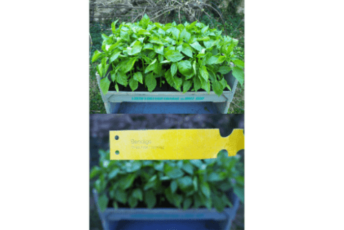 Bio Paprika (Beluga gelb) Jungpflanzen