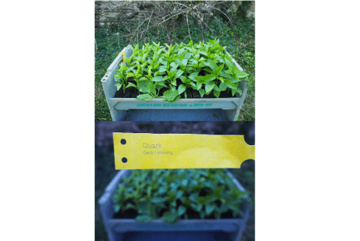 Bio Paprika (Quark) Jungpflanzen