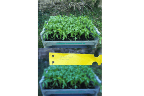 Bio San Marzano Tomaten (Seviocard SM) Jungpflanzen