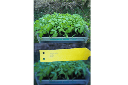 Bio Tomaten (Tomate-Myriade Eier) Jungpflanzen