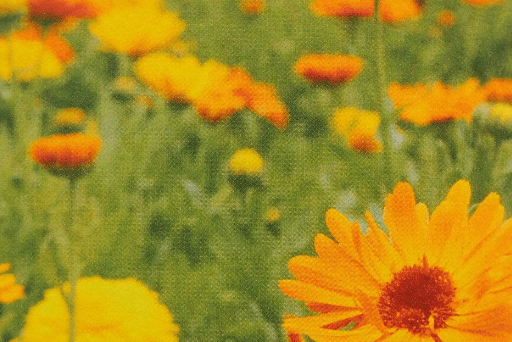Bio Calendula officinalis