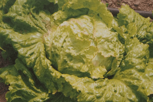Bio Grazer Krauthäuptel