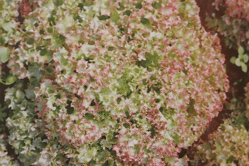 Bio Lollo rossa