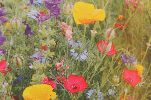 Bio Sommer Blumenmischung Feenwiese