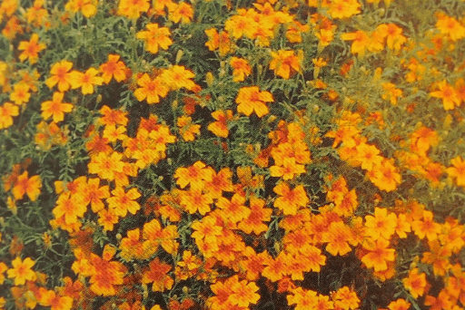 Bio Tagetes tenuifolia