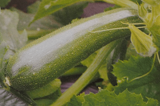 Bio Zucchini Saatgut