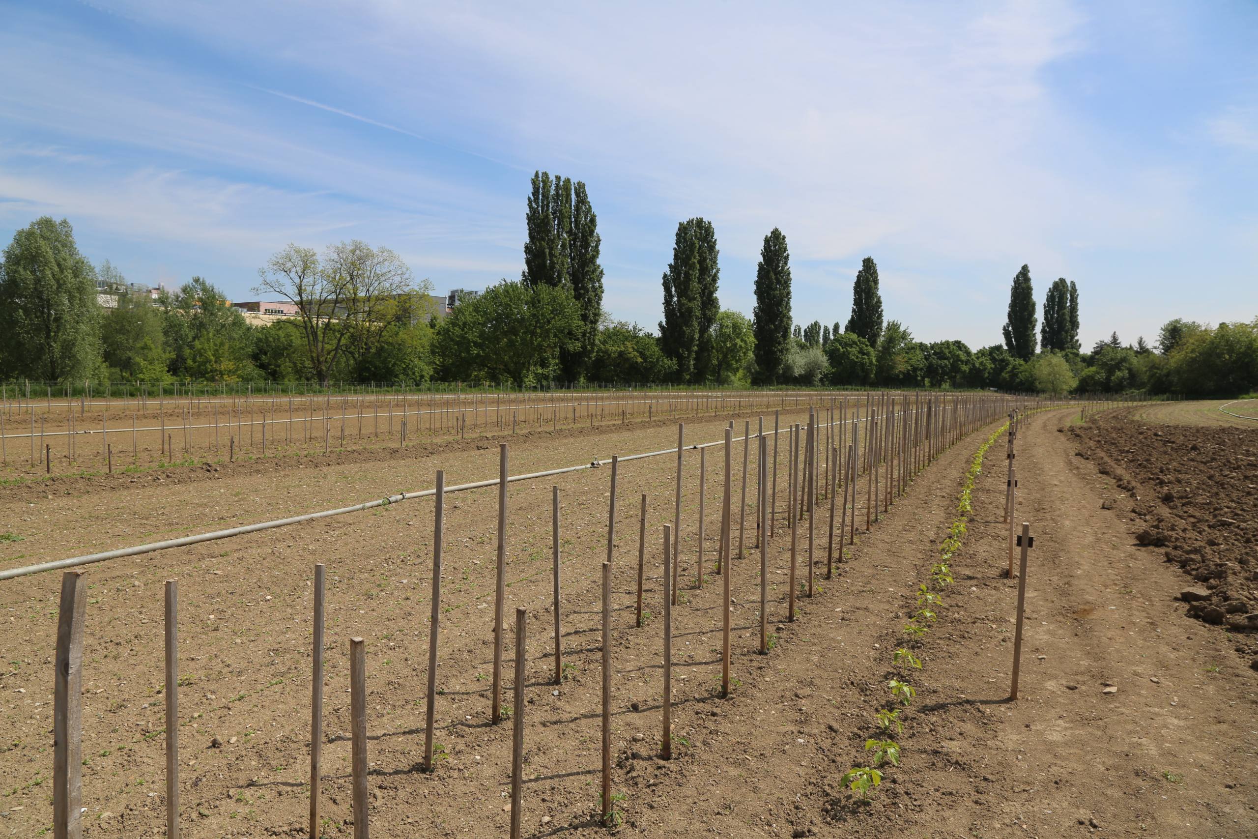 Pflückgarten im Mai