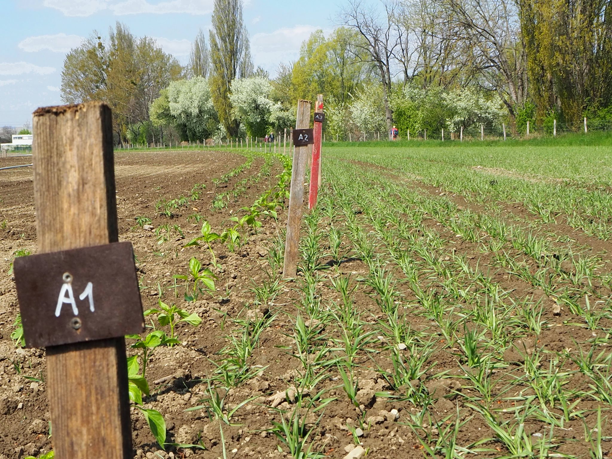 Pflückgarten 2022 Pflückgarten 2022