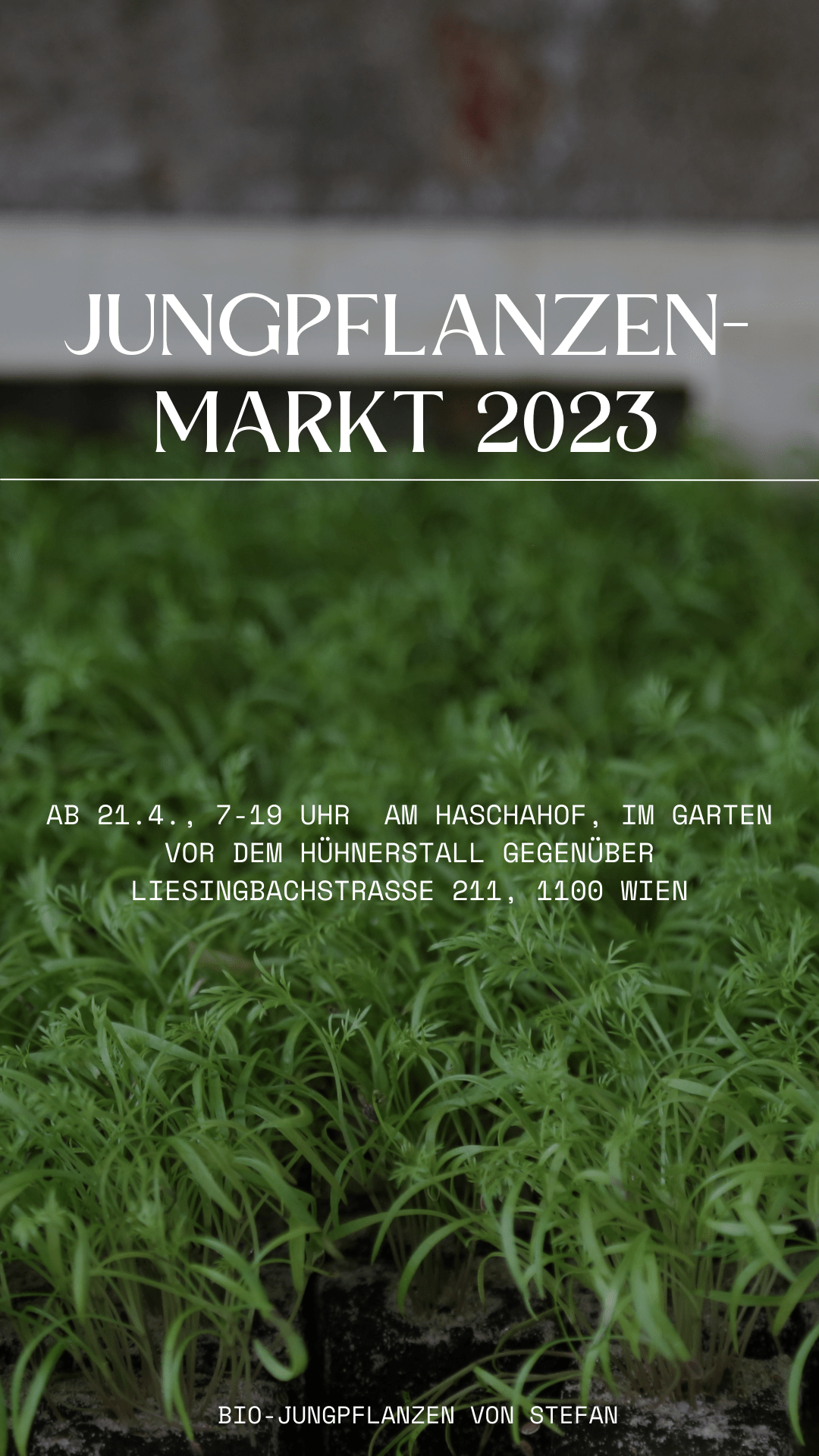 Junpflanzenmarkt 2023