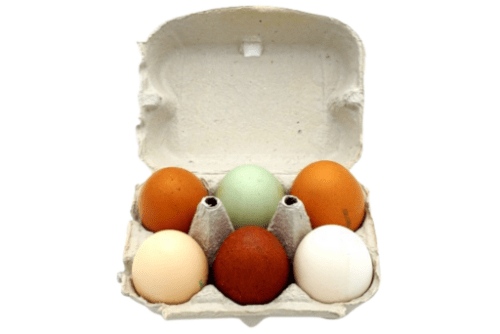 Bio Eier naturbunt