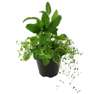 Bio Jungpflanze